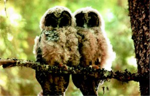 California's Spotted Owl, survivors of forest fires, but  now unprotected—sweeties! 